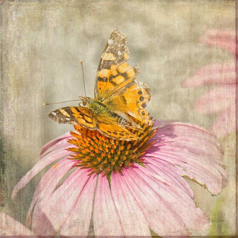 Tattered Butterfly Black Modern Wood Framed Art Print by Murdock, Ramona