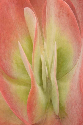 Kalanchoe Luciae Succulent White Modern Wood Framed Art Print with Double Matting by Murdock, Ramona