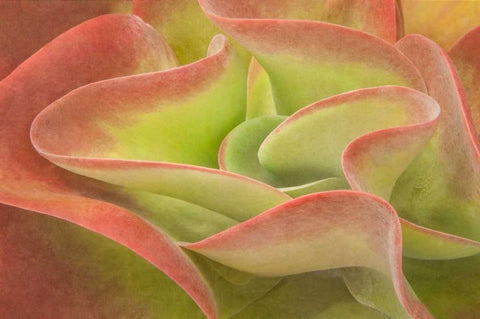 Kalanchoe Luciae The Beautiful White Modern Wood Framed Art Print with Double Matting by Murdock, Ramona