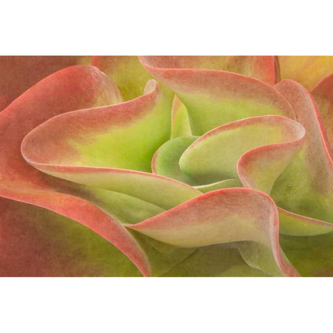 Kalanchoe Luciae The Beautiful Gold Ornate Wood Framed Art Print with Double Matting by Murdock, Ramona