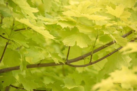 Spring Leaves II Black Ornate Wood Framed Art Print with Double Matting by Murdock, Ramona