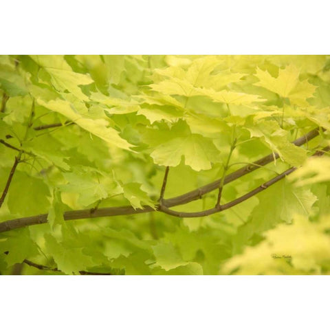 Spring Leaves II Black Modern Wood Framed Art Print with Double Matting by Murdock, Ramona