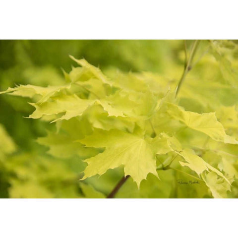 Spring Leaves I Gold Ornate Wood Framed Art Print with Double Matting by Murdock, Ramona