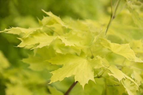 Spring Leaves I Black Ornate Wood Framed Art Print with Double Matting by Murdock, Ramona