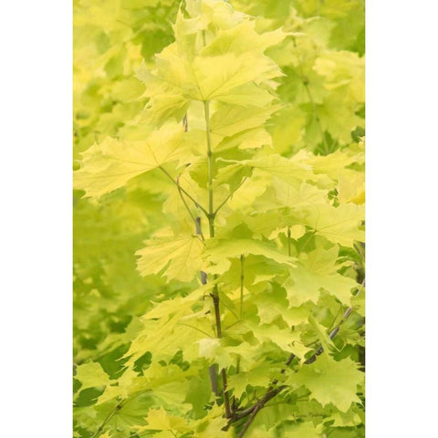 Spring Leaves III White Modern Wood Framed Art Print by Murdock, Ramona