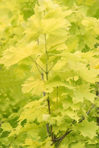 Spring Leaves III Black Ornate Wood Framed Art Print with Double Matting by Murdock, Ramona