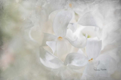 White Lilac II White Modern Wood Framed Art Print with Double Matting by Murdock, Ramona