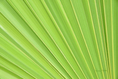 Perfect White Modern Wood Framed Art Print with Double Matting by Murdock, Ramona