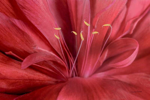 Peonia Insight I Black Ornate Wood Framed Art Print with Double Matting by Murdock, Ramona