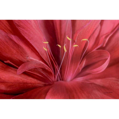 Peonia Insight I Gold Ornate Wood Framed Art Print with Double Matting by Murdock, Ramona