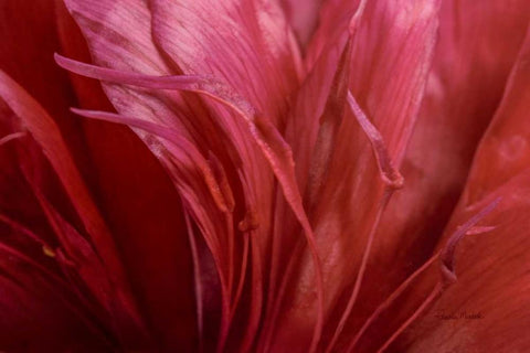 Peonia Insight II White Modern Wood Framed Art Print with Double Matting by Murdock, Ramona