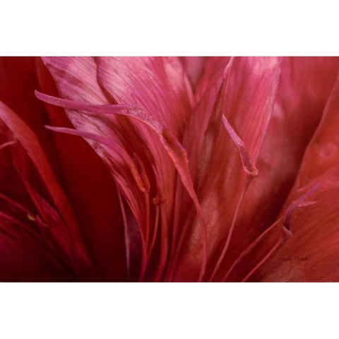 Peonia Insight II Gold Ornate Wood Framed Art Print with Double Matting by Murdock, Ramona