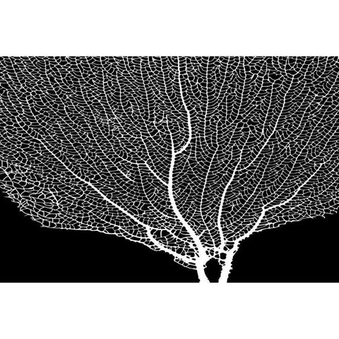 Fan Coral Drama II Black Modern Wood Framed Art Print with Double Matting by Murdock, Ramona