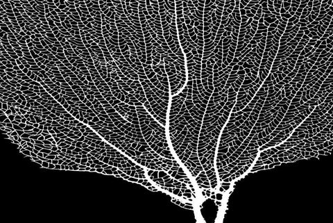 Fan Coral Drama II Black Ornate Wood Framed Art Print with Double Matting by Murdock, Ramona