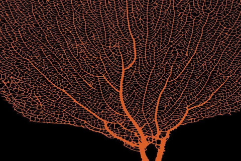 Fan Coral Tangerine White Modern Wood Framed Art Print with Double Matting by Murdock, Ramona