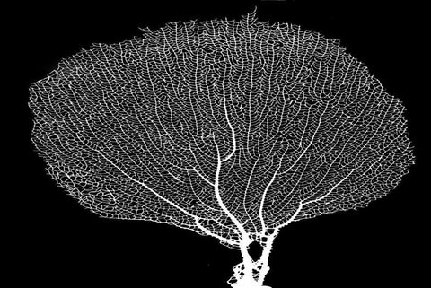 Fan Coral Drama White Modern Wood Framed Art Print with Double Matting by Murdock, Ramona