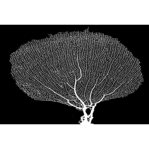 Fan Coral Drama Black Modern Wood Framed Art Print by Murdock, Ramona