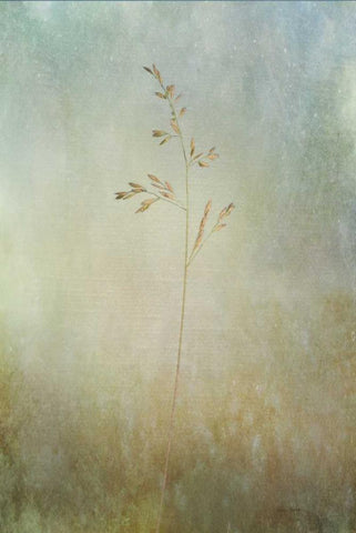 Marsh Grass White Modern Wood Framed Art Print with Double Matting by Murdock, Ramona