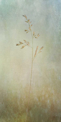 Marsh Grass II White Modern Wood Framed Art Print with Double Matting by Murdock, Ramona