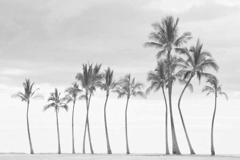 Paradise in Black and White White Modern Wood Framed Art Print with Double Matting by Murdock, Ramona