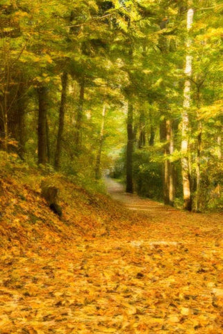 Forest Path White Modern Wood Framed Art Print with Double Matting by Murdock, Ramona