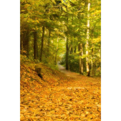 Forest Path Black Modern Wood Framed Art Print by Murdock, Ramona