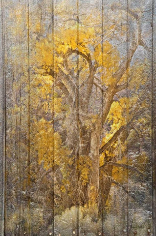 Autumn Tree Black Ornate Wood Framed Art Print with Double Matting by Murdock, Ramona