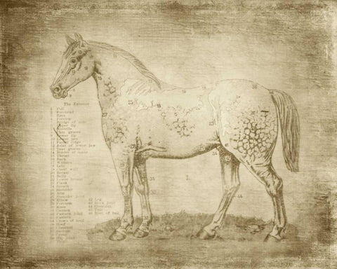 Horse Anatomy 101 White Modern Wood Framed Art Print with Double Matting by Murdock, Ramona