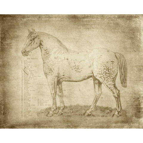 Horse Anatomy 101 Black Modern Wood Framed Art Print with Double Matting by Murdock, Ramona