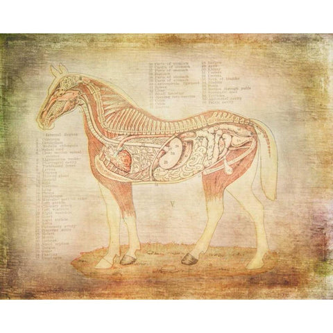 Horse Anatomy 201 Black Modern Wood Framed Art Print with Double Matting by Murdock, Ramona