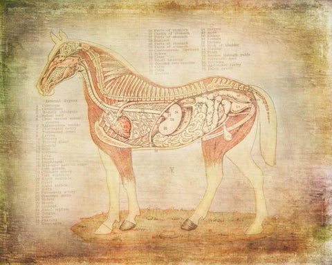 Horse Anatomy 201 White Modern Wood Framed Art Print with Double Matting by Murdock, Ramona