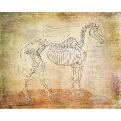 Horse Anatomy 301 White Modern Wood Framed Art Print by Murdock, Ramona