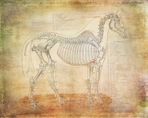 Horse Anatomy 301 White Modern Wood Framed Art Print with Double Matting by Murdock, Ramona