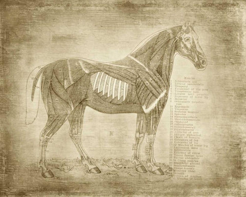 Horse Anatomy 401 Black Ornate Wood Framed Art Print with Double Matting by Murdock, Ramona