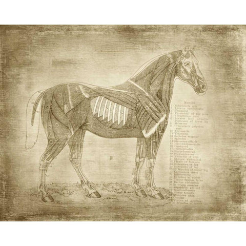 Horse Anatomy 401 Gold Ornate Wood Framed Art Print with Double Matting by Murdock, Ramona