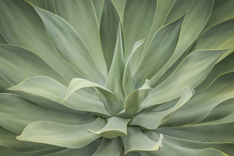 Elegant Agave Black Ornate Wood Framed Art Print with Double Matting by Murdock, Ramona