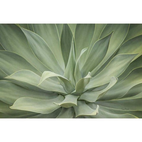 Elegant Agave Black Modern Wood Framed Art Print with Double Matting by Murdock, Ramona