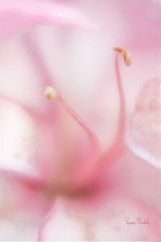 Softness White Modern Wood Framed Art Print with Double Matting by Murdock, Ramona