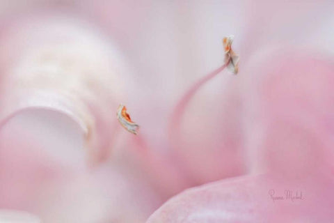 Drifting in a Dream Black Ornate Wood Framed Art Print with Double Matting by Murdock, Ramona