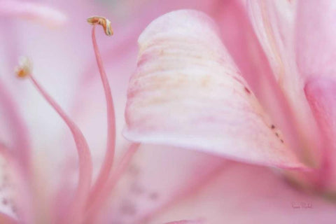 Fairy Land Black Ornate Wood Framed Art Print with Double Matting by Murdock, Ramona