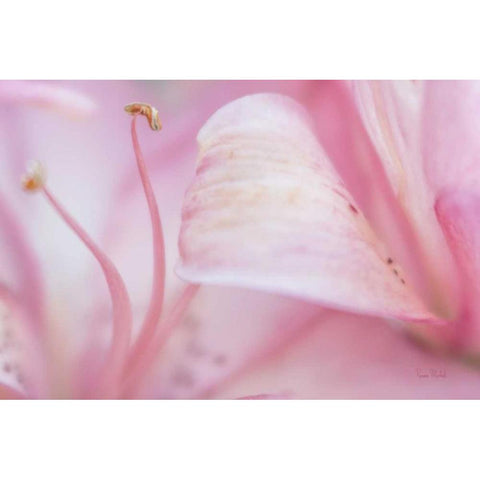 Fairy Land Gold Ornate Wood Framed Art Print with Double Matting by Murdock, Ramona