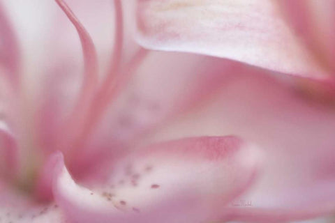 Fairy Land II White Modern Wood Framed Art Print with Double Matting by Murdock, Ramona