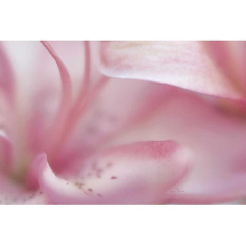 Fairy Land II Black Modern Wood Framed Art Print by Murdock, Ramona