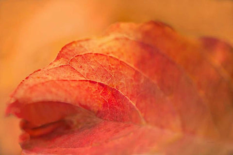 Fall Leaf Black Ornate Wood Framed Art Print with Double Matting by Murdock, Ramona