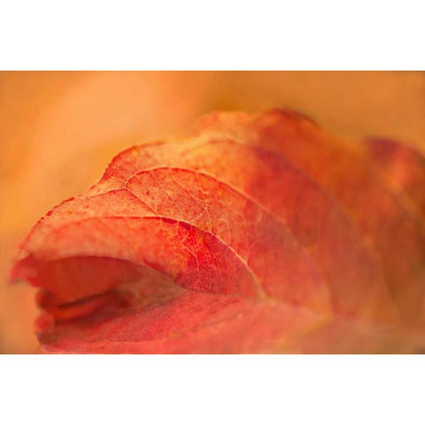 Fall Leaf White Modern Wood Framed Art Print by Murdock, Ramona