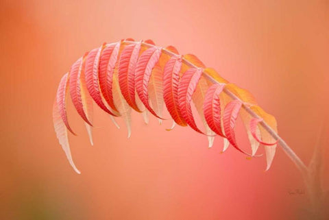 Sumac Branch White Modern Wood Framed Art Print with Double Matting by Murdock, Ramona