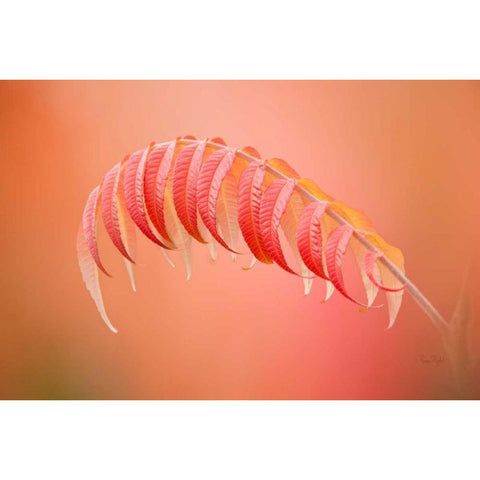 Sumac Branch Black Modern Wood Framed Art Print by Murdock, Ramona