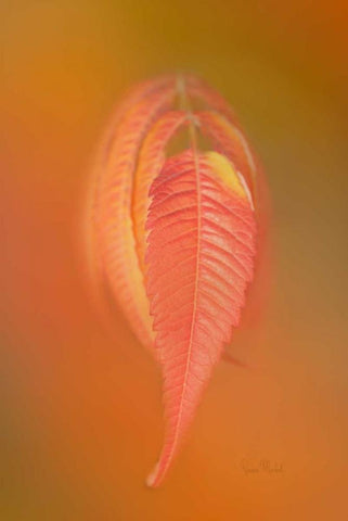 Sumac Leaf White Modern Wood Framed Art Print with Double Matting by Murdock, Ramona