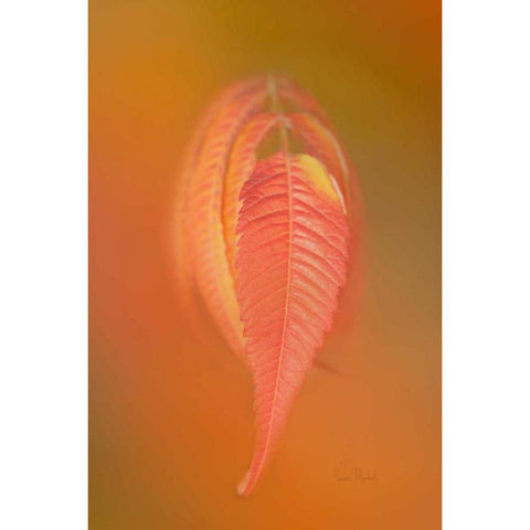 Sumac Leaf Black Modern Wood Framed Art Print by Murdock, Ramona