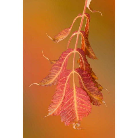 Sumac Twig Black Modern Wood Framed Art Print with Double Matting by Murdock, Ramona